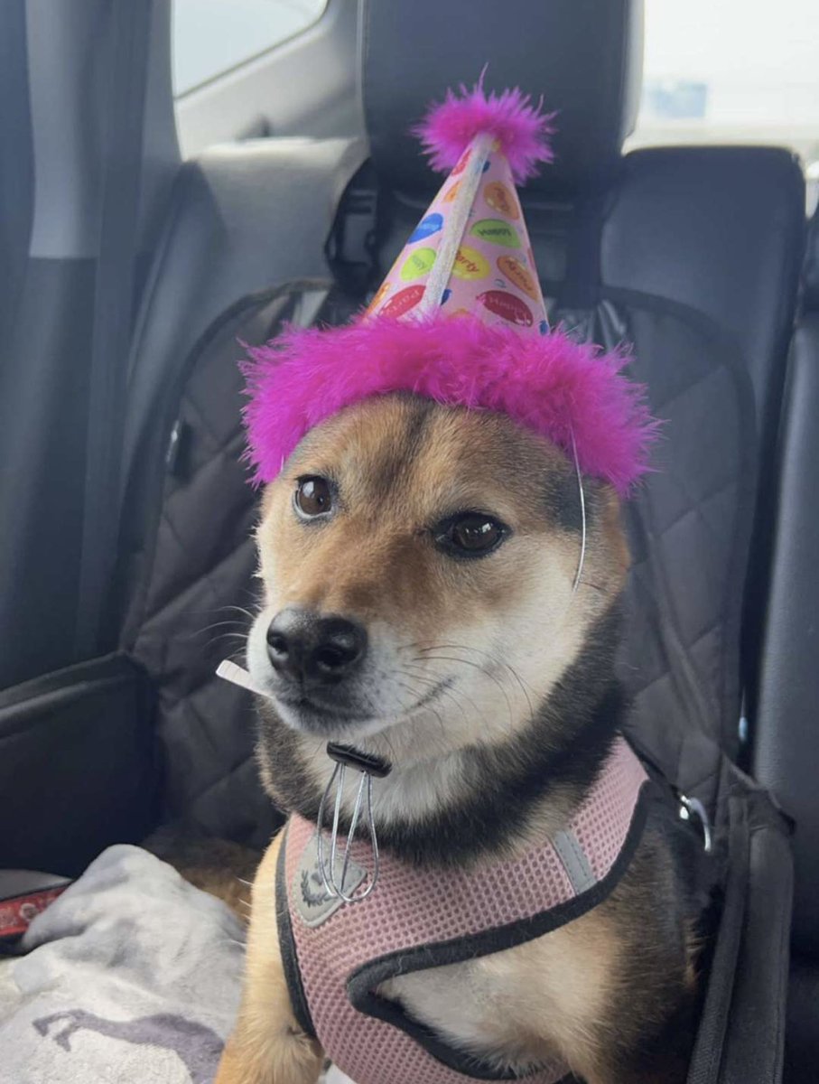 anniesabo_'s tweet photo. Happy 3rd birthday to the love of my life, my fur baby, and BFF.
We love you so much sweet girl 🥹 #CoronaLime https://t.co/rNrHfanveR