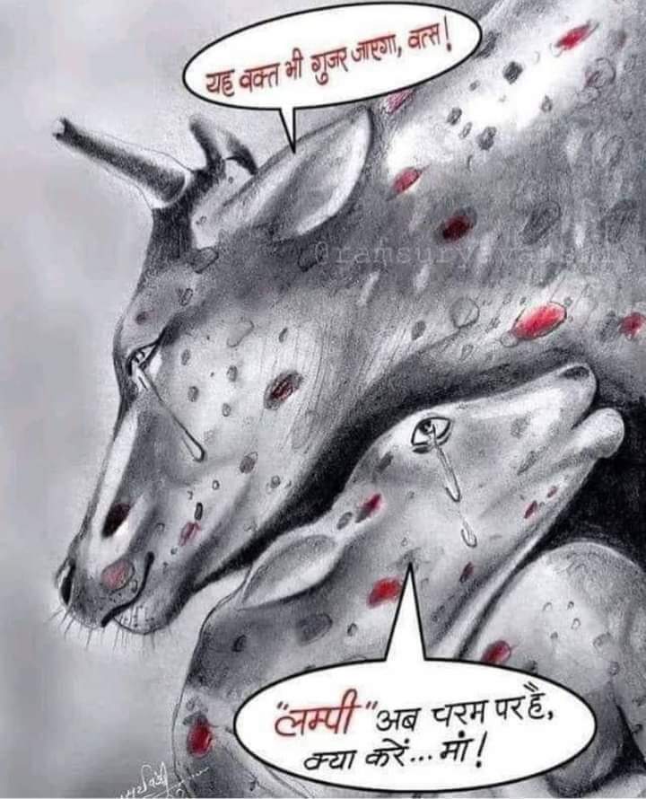 मंदिरों के पास अरबों रूपए का चढ़ावा है..मोटी मोटी फीस लेने वाले कथावाचक जो पूरे दिन गाय के महत्व को बताते हैं..राजनेता गाय के नाम पर सरकारें बनाते है..हर दुकान पर गोसेवा दानपात्र रखा रहता हैं..
अगर इतनी विकट घड़ी में भी गायों के लिए इन सब का पैसा काम नहीं आया तो आखिर कब काम आएगा?