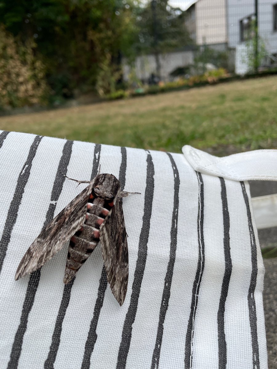 dnlbyr's tweet photo. Was ist denn das? Kann @LaVieVagabonde helfen? https://t.co/fawPhGe6vL