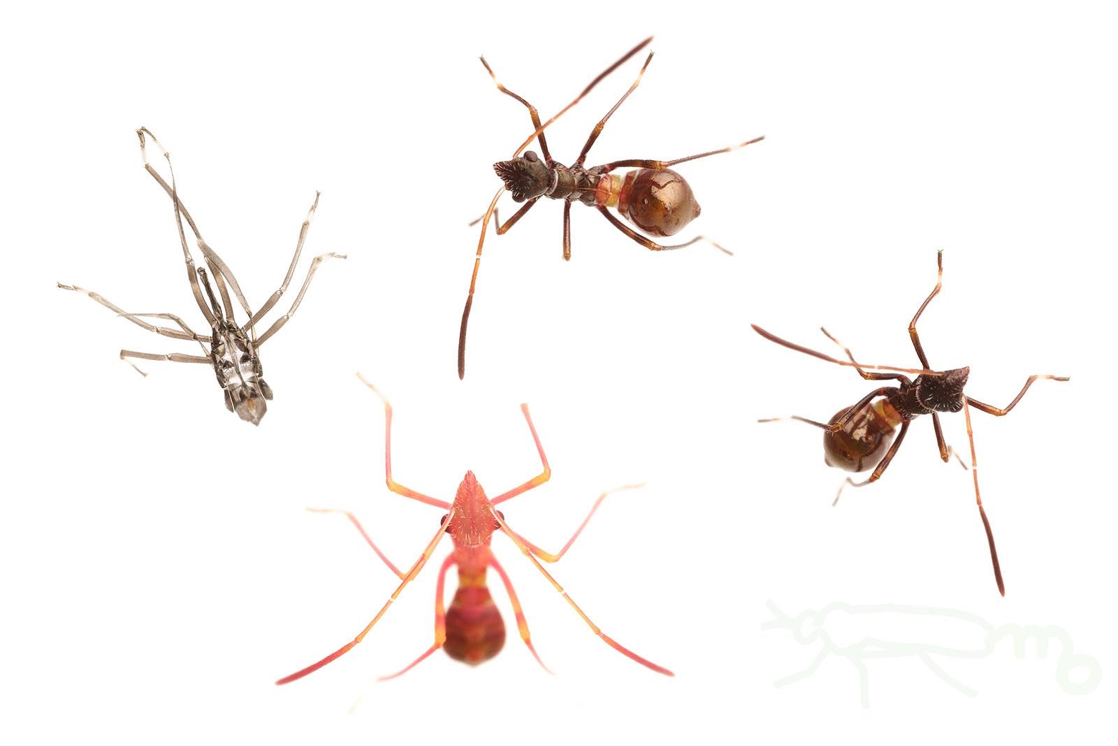 Mouuuusa ２日ほどで2齢幼虫へと脱皮したホソヘリカメムシ 脱皮したてはきれいな朱色 脱皮が近い1齢幼虫も体がほんのり赤くなります しばらくすると色が濃くなり黒くなります T Co 9dhk4ue9n0 Twitter