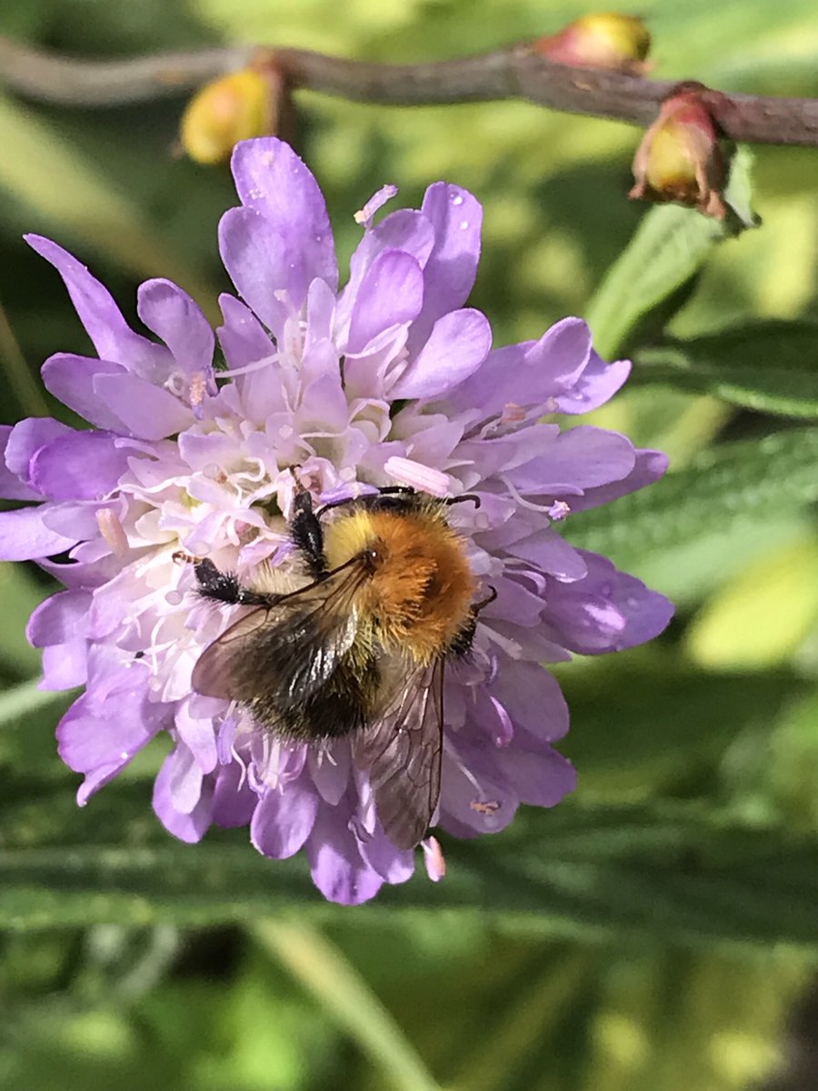 Little #carderbee enjoying the #fieldscabious in the back garden. #savethebees #standbyebees #bee #nature #gardeningforwildlife