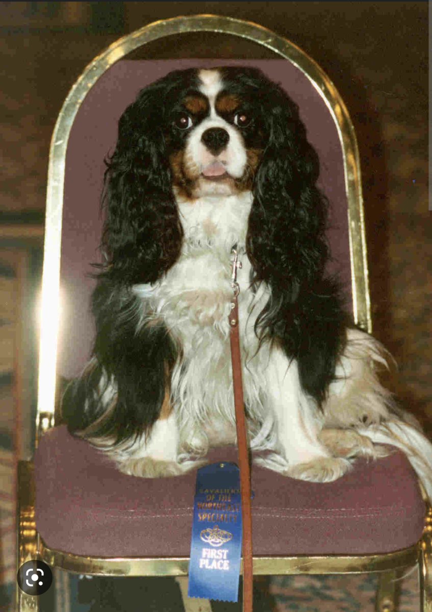 Bambuzzled's tweet photo. First pictures of King Charles on the throne, how regal. https://t.co/gFicTT8G5l