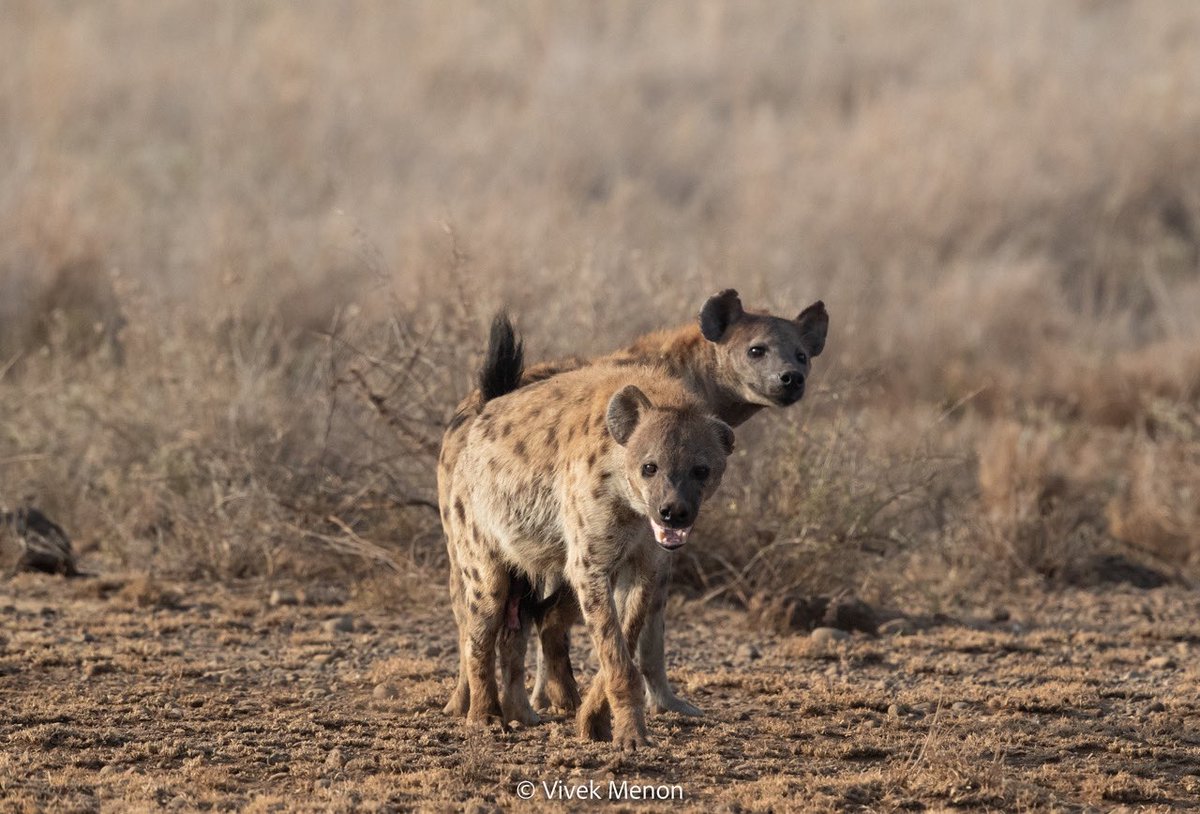 vivek4wild's tweet photo. #hyaenas are nobody’s favorite. They are ungainly, uncouth& unmusical, I am told. They are also fascinating social animals that are very successful in their evolutionary niche. Spotted Hyaenas fed on a wildebeest carcass (1), mated in full view 2 &3) & looked generally cute (4). https://t.co/ru3jlbDeqN