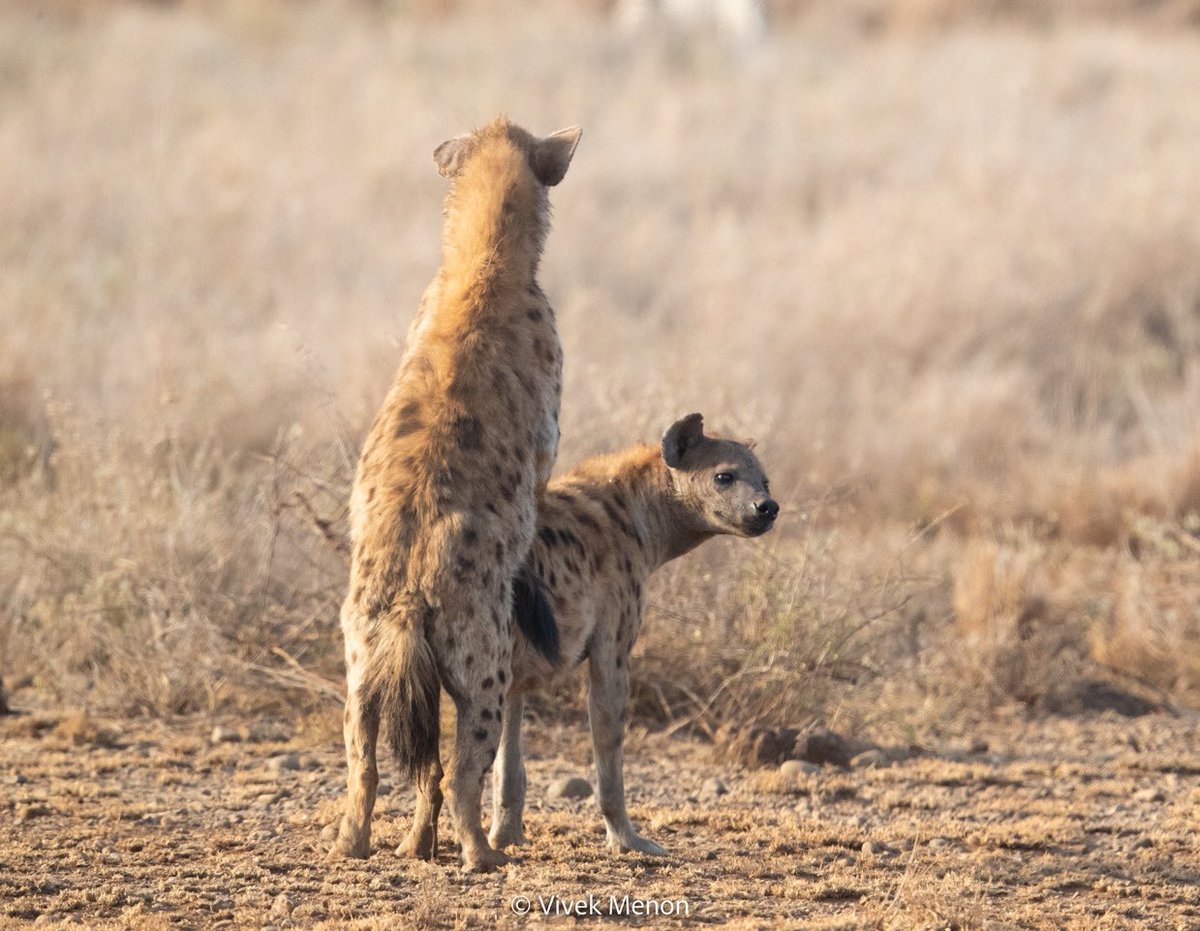 vivek4wild's tweet photo. #hyaenas are nobody’s favorite. They are ungainly, uncouth& unmusical, I am told. They are also fascinating social animals that are very successful in their evolutionary niche. Spotted Hyaenas fed on a wildebeest carcass (1), mated in full view 2 &3) & looked generally cute (4). https://t.co/ru3jlbDeqN
