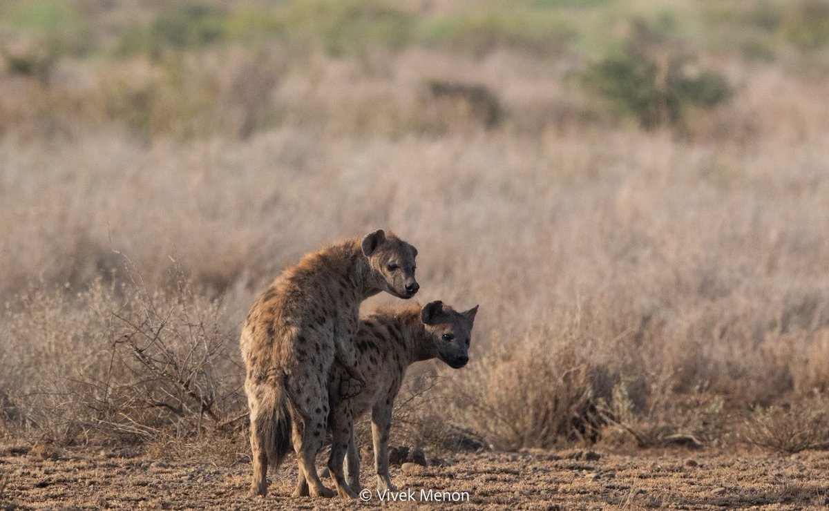 vivek4wild's tweet photo. #hyaenas are nobody’s favorite. They are ungainly, uncouth& unmusical, I am told. They are also fascinating social animals that are very successful in their evolutionary niche. Spotted Hyaenas fed on a wildebeest carcass (1), mated in full view 2 &3) & looked generally cute (4). https://t.co/ru3jlbDeqN