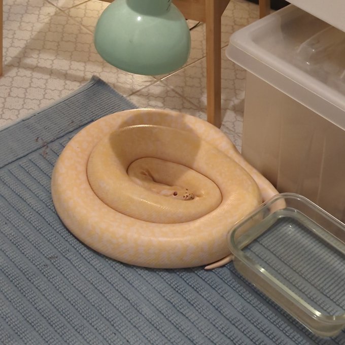 Просто котик смотрит, как я лежу в ванной https://t.co/cUvjZEr3RJ<a href="/tag/%D1%87%D0%B5%D1%80%D0%B5%D1%88%D0%BD%D1%8F"class="tags"><span>#черешня</span></a>