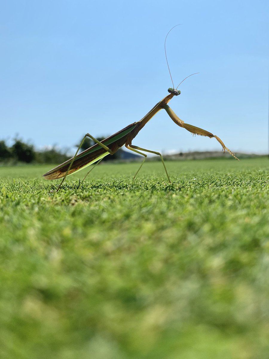 Quick photo shoot with my new friend, Manti. @TurfEnto
