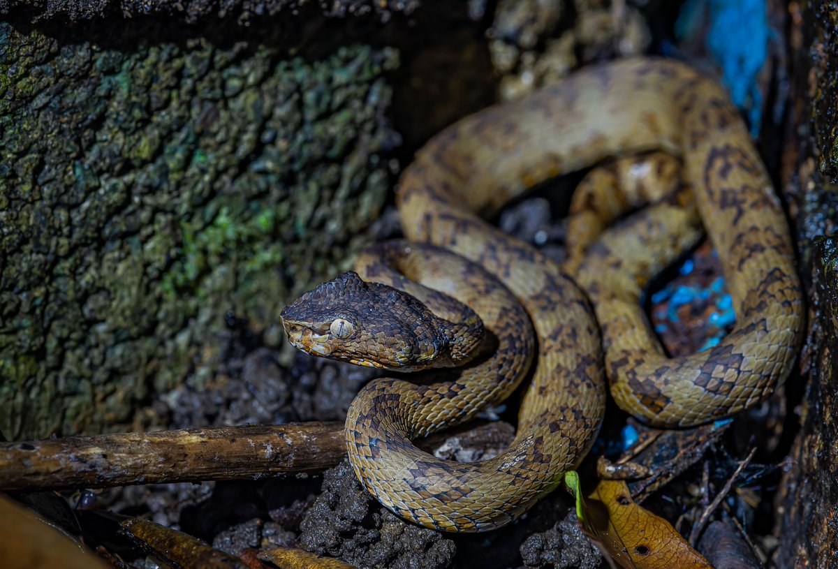 Anant_Shuklas's tweet photo. Andaman Pit Viper, at Port Blair

#reptile #snake #snakes #pythons #boas #colubrids #reptiles #herplife #herpetology #geckos #wildlife #nature #scales #wildlifephotography #naturephotography #reptile #TwitterNatureCommunity #BBCWildlifePOTD #ThePhotoHour https://t.co/EkMUFvY3vd