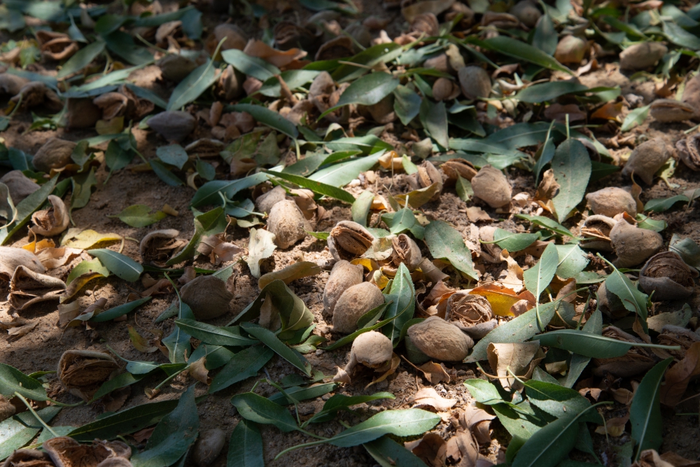 Shakers and sweepers galore! Our team had the opportunity to take some photos of the almond #harvest process firsthand. 

We're happy to have helped protect this crop from pests for another season of delicious, healthy almonds! #sustainableagriculture #agtech