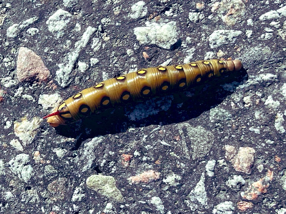 Åkte förbi minst 20 st larver av brunsprötad skymningssvärmare på rullskidrundan söder om Uppsala idag. Dom är häftiga.