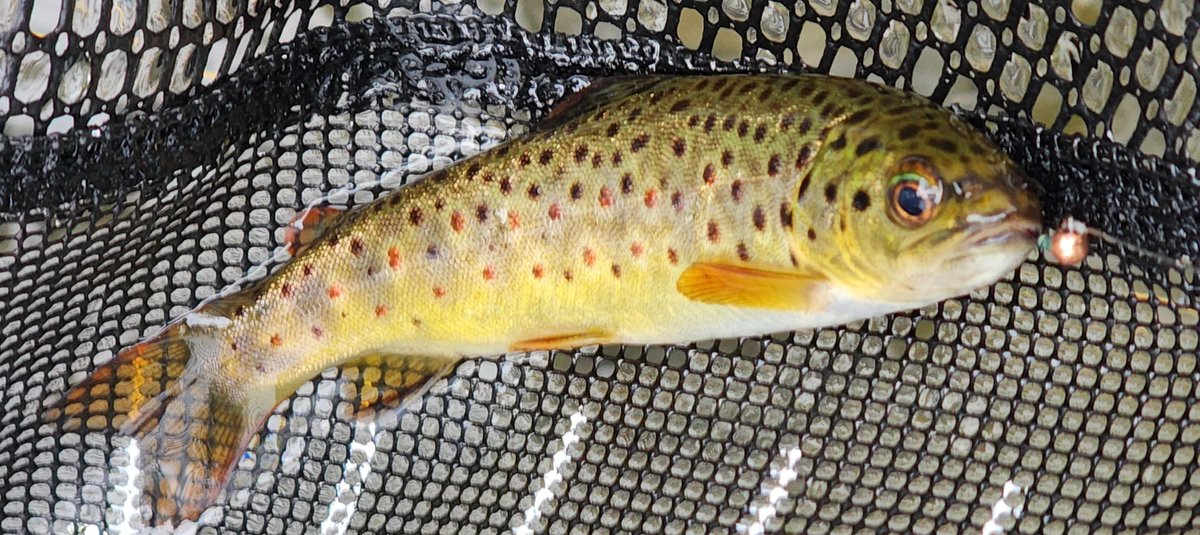 Justin Warner tweet media