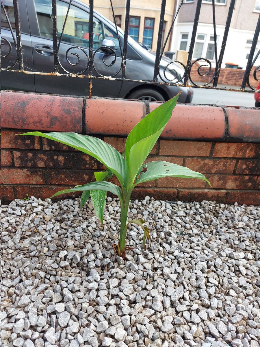 P3NNY86's tweet photo. #whatsmyplant #gardening please help Internet? https://t.co/klIr3eo78X