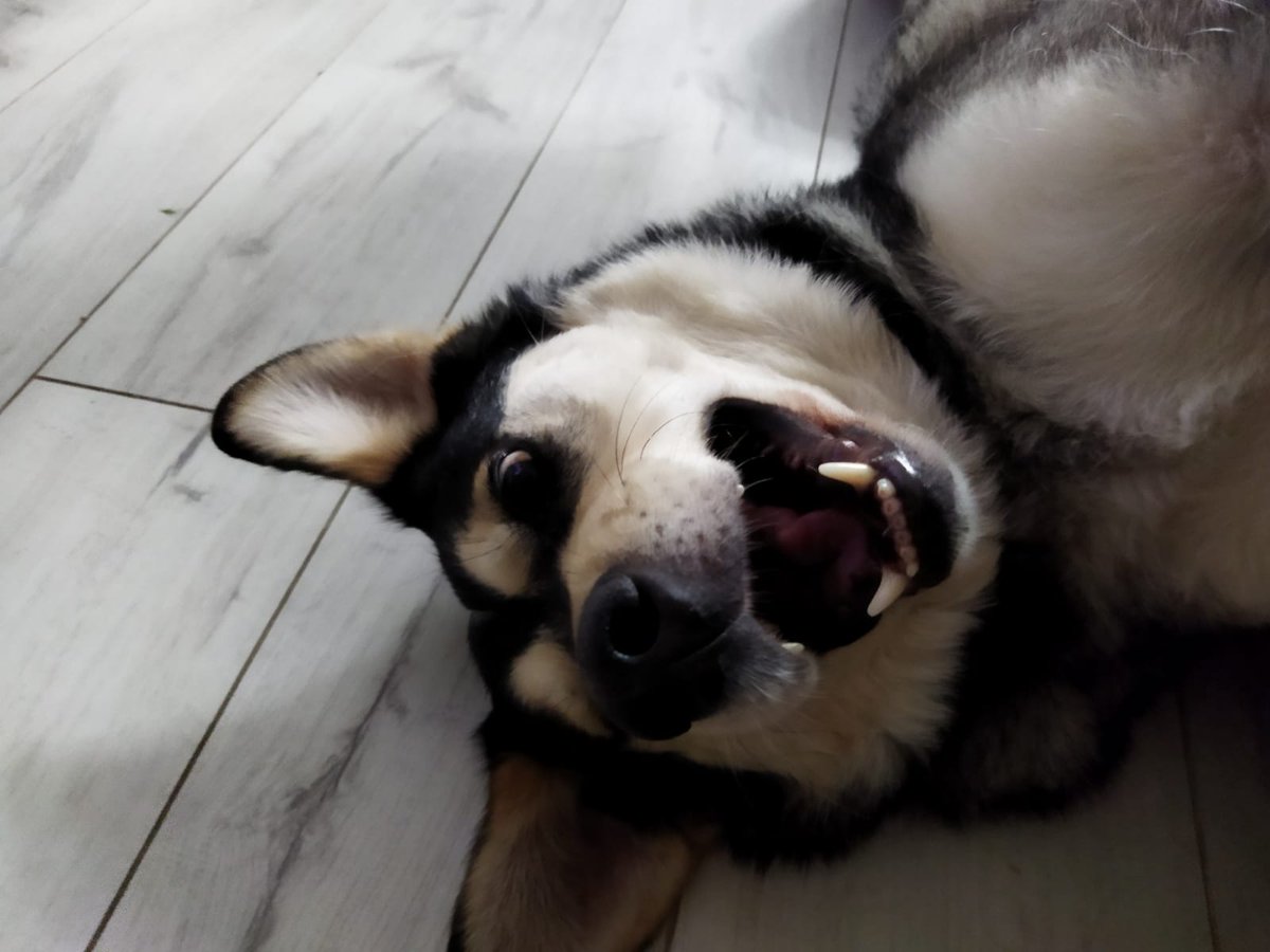 Marek Cracovsky tweet media