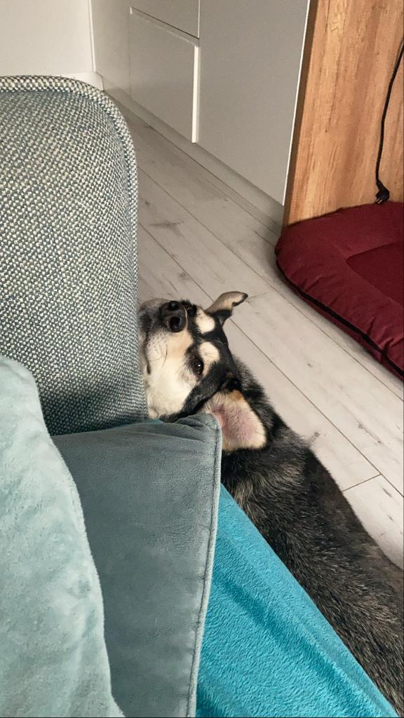 Marek Cracovsky tweet media