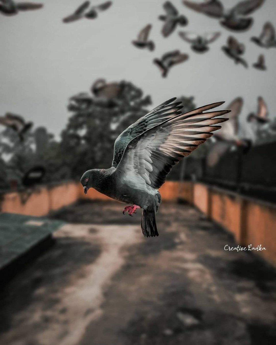 رضا فراج tweet media