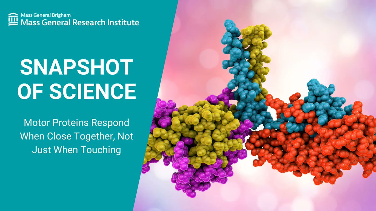 Researchers from <a href="/MGHMolBio/">Dept. of Molecular Biology, MGH</a> and colleagues find motor proteins respond when close together, not just when touching, in a <a href="/PNASNews/">PNASNews</a> study. pubmed.ncbi.nlm.nih.gov/35867749/