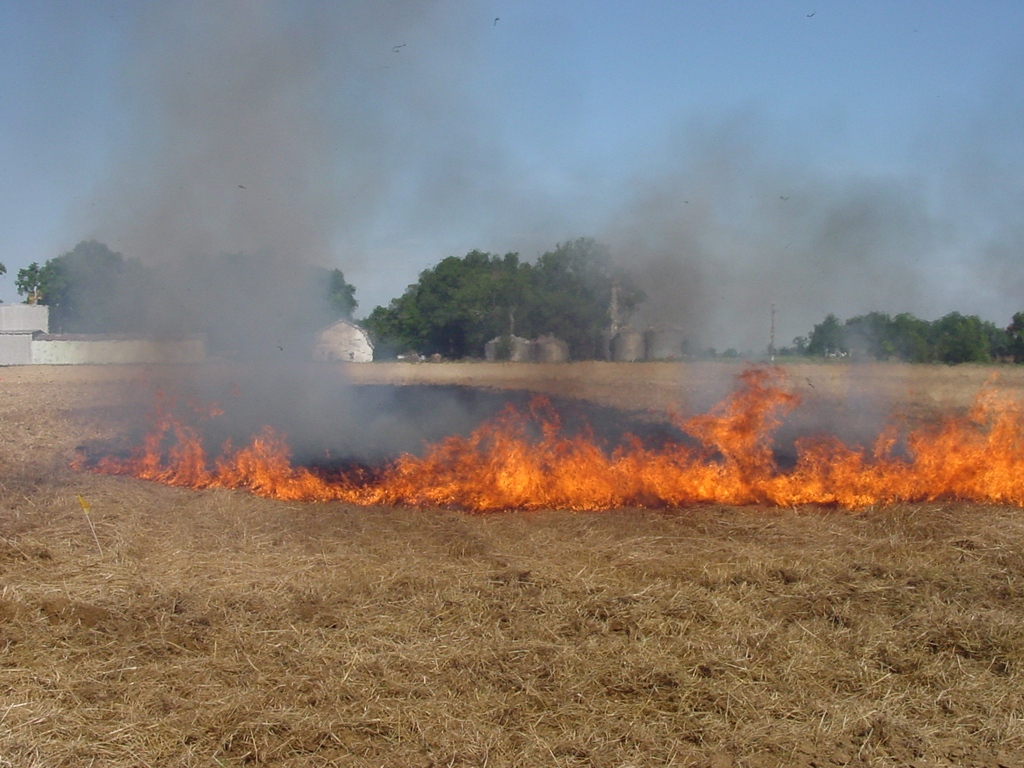 There are challenges to the no-burn-limited-till practice, but an 18-year field study study by Kris Brye of the Arkansas Ag Experiment Station shows it has multiple benefits. aaes.uada.edu/news/carbon-so… <a href="/AgInArk/">UA System Div of Ag</a> <a href="/AR_Extension/">Arkansas Cooperative Extension Service</a> #SouthernAgResearch <a href="/AgIsAmerica/">Agriculture is America</a>