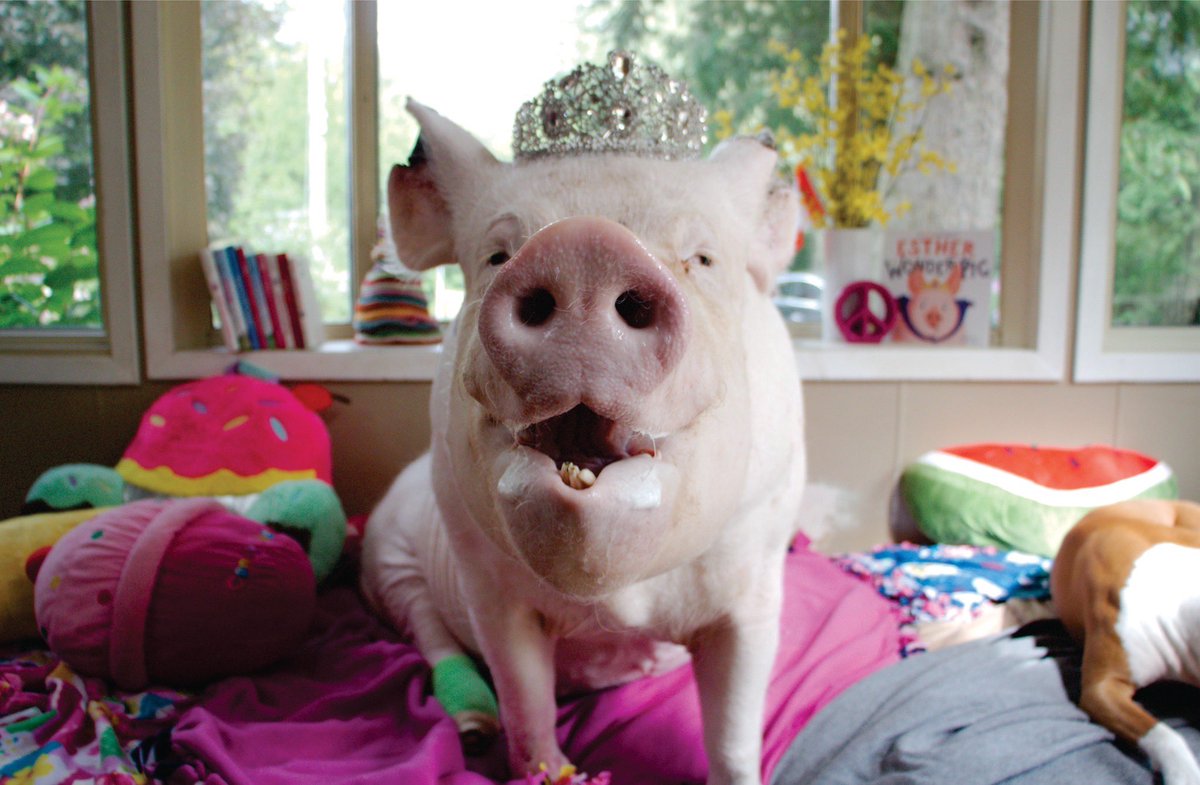 Esther TheWonder Pig tweet media