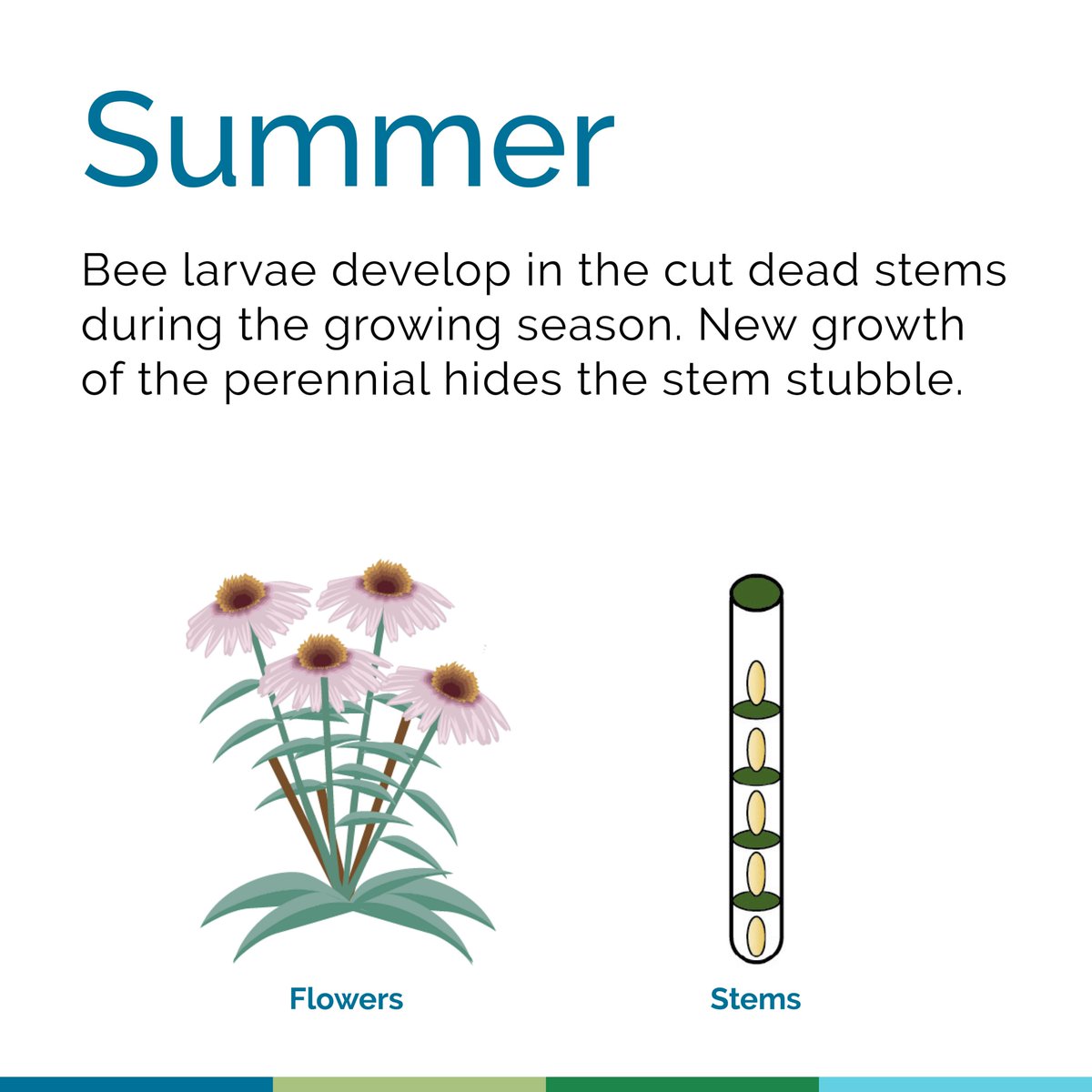 The Xerces Society tweet media