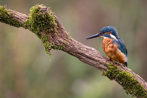 New artwork for sale! - "Fisher King - 5 " - fineartamerica.com/featured/fishe… @fineartamerica