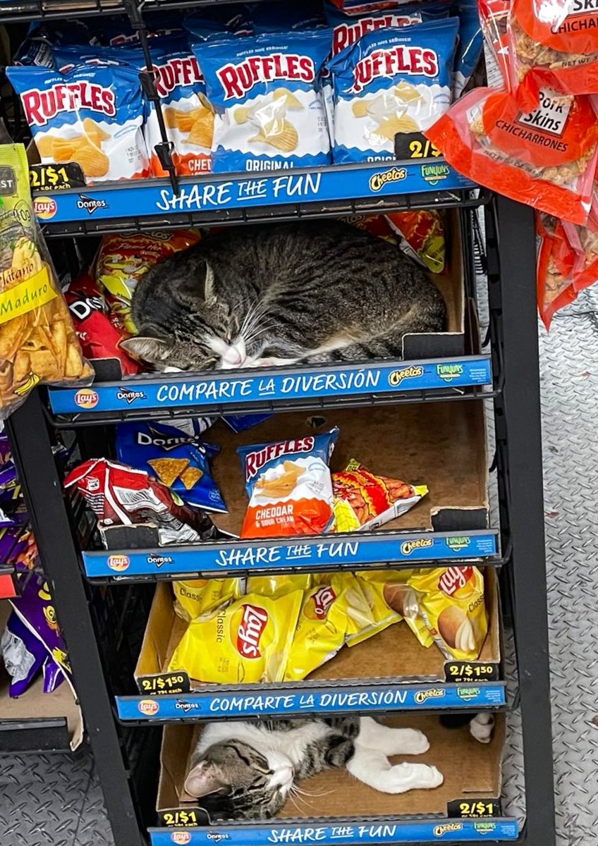 Bodega Cats tweet media