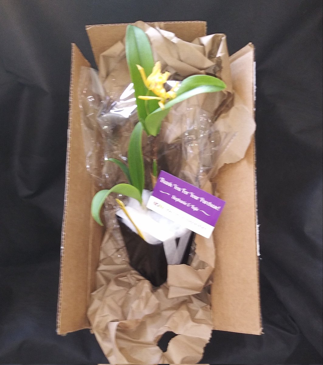 PetrovichBilly's tweet image. Epc Don Herman &apos;Carmela Spot&apos; has been upgraded from Incoming!to Came in!My new #Orchid began to bloom during shipment I got #Instabloom 1 /