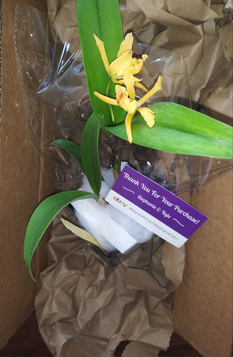 PetrovichBilly's tweet image. Epc Don Herman &apos;Carmela Spot&apos; has been upgraded from Incoming!to Came in!My new #Orchid began to bloom during shipment I got #Instabloom 1 /