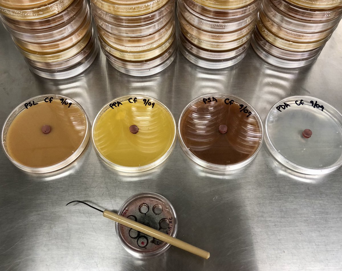 It’s #PumpkinSpice season, incl. the return of @Starbucks PS latte 🎃🥛☕️. 😍 it or 🤬 it, I’ve got a new mycology project called #WholeLatteDecay to find out which fungi 🍄 prefer pumpkin spice latte-infused growth agar 🧫 over standard & other 🎃-themed nutrient agars! 1/