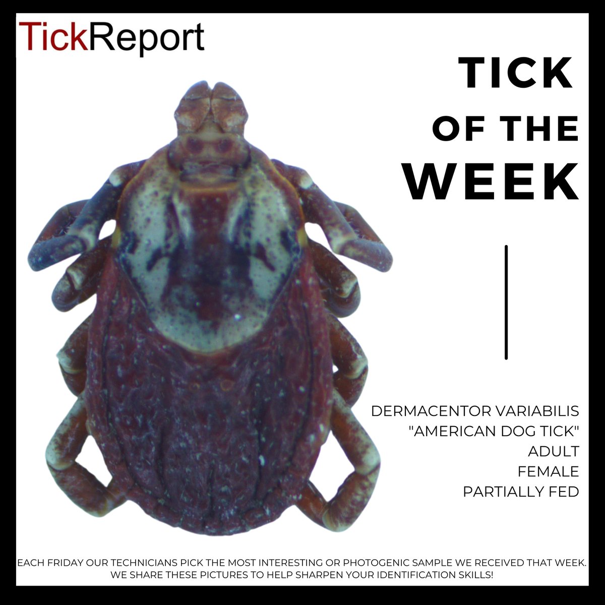 TickReport tweet media