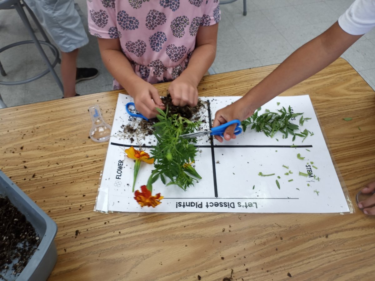 1st graders teamed up to dissect a plant into its stem, leaves, flower, and roots. Many were simply amazed by the amount of roots the plants had. #FrazierFam #TeamFUESD