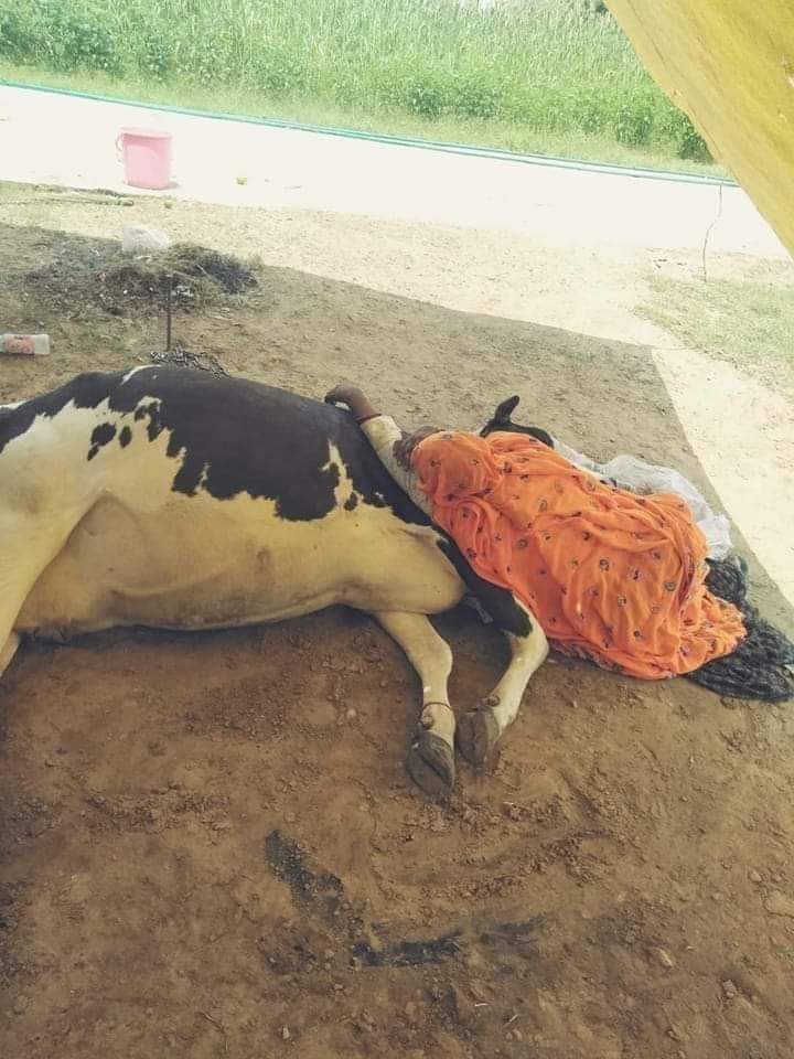2माह पहले जब गुजरात में लम्पीवायरस बुरी तरह   फैल रहा था उसके बाद धीरेधीरे राजस्थान में भी  लम्पी के केस रिपोर्ट होने लगे,अगर तब ही सरकार ने कुछ एक्शन लिया होता तो आज गायों की ये दुर्दशा नहीं होती,राजस्थान में पशुचिकित्सों के कुल2400पद हैं जिसमे से 70%पशुचिकित्सको के पद रिक्त है