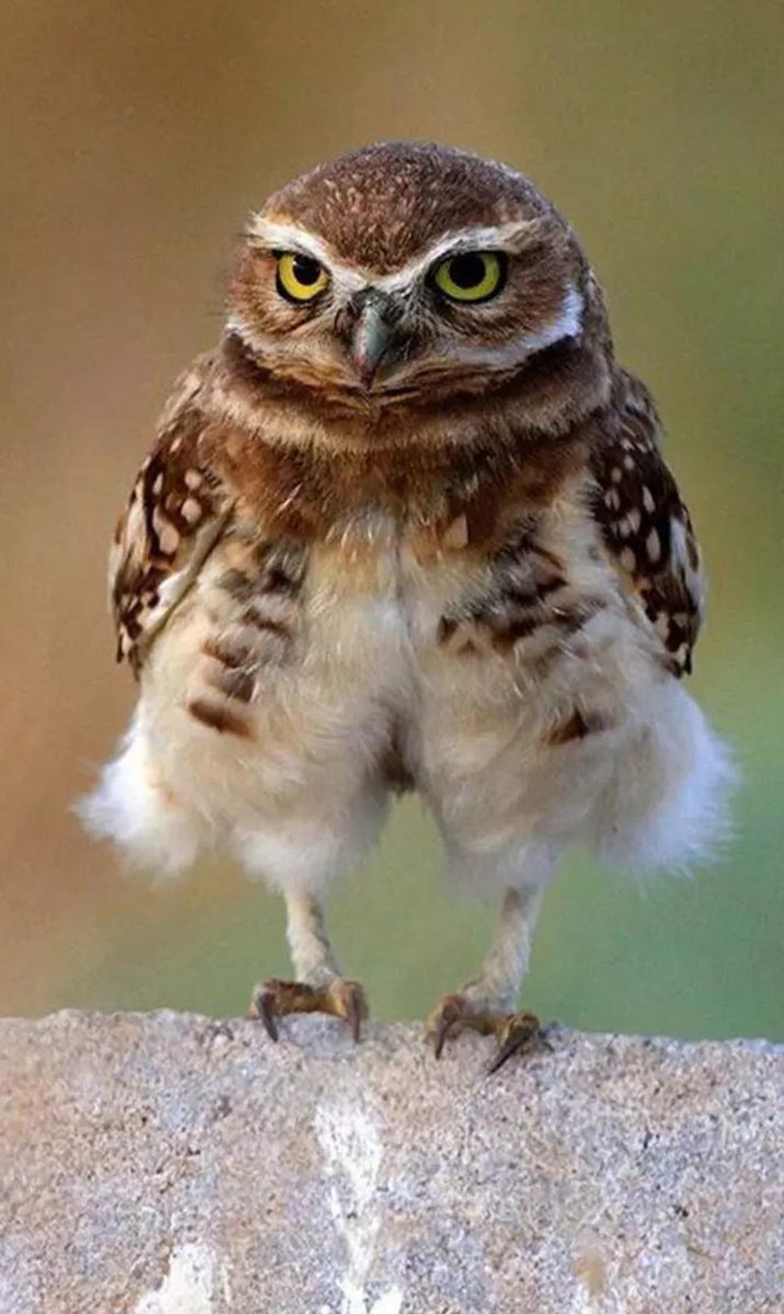 This calls for a big pants dance off! #Owls #BurrowingOwl