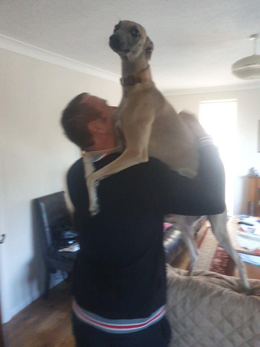 Wispawhippet's tweet image. This is why my mum amd Dad like Fudge doing his sofa climb. Sometimes he rests his head against yours and it&apos;s the best hug you ever did get. So my mum tells me, anyway.