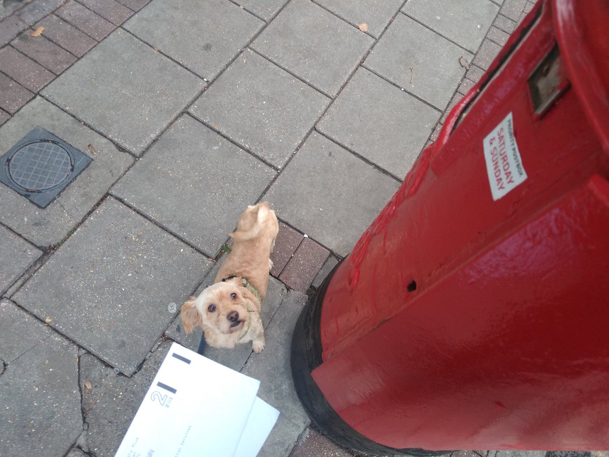 Please help me! I am a very small dog on the corner of Hackney Road trying to get these ballots into a very tall post box. Less exploitation for my owners means more walks for me. Help a strike dog out! Give me a boost and get them in! #ucuRISING @ucu @ucu_solidarity @RcaUcu