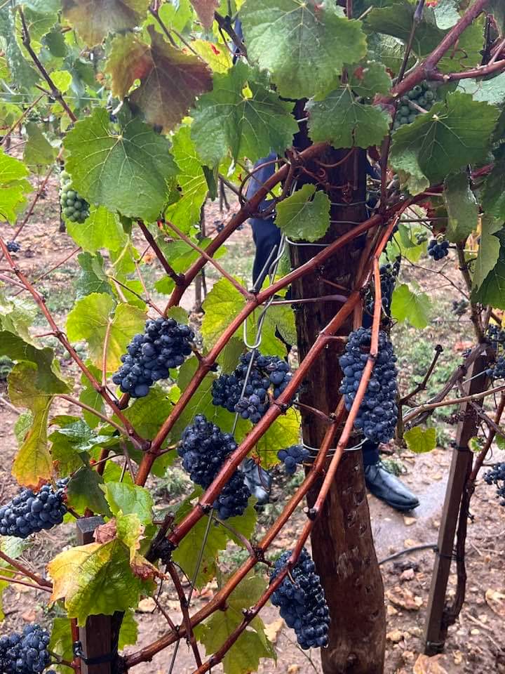 JocelyneGuidez's tweet photo. Inauguration de 11000 pieds de vigne 🍇 aux Granges Le Roi. 
6 agriculteurs se sont réunis, accompagnés de professionnels, pour y planter d’excellents cépages, comme du Sauvignon, du pineau noir 🍷...
Projet soutenu par @CDEssonne 
@iledefrance
@ParcGatinaisFr 
@Prefet91 https://t.co/wmWEuA39Tg
