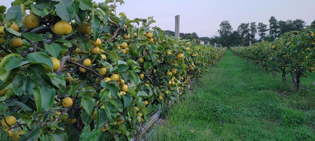growingwisdom's tweet photo. I don't know that I've ever seen the Asian pear trees this full. #lookoutfarm https://t.co/HdSyPmBqUN