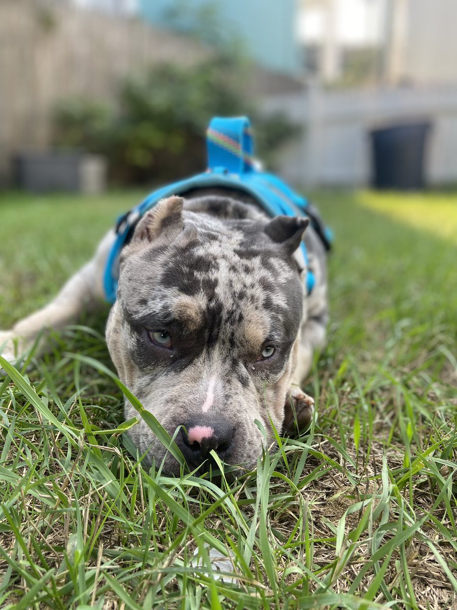 ROLLINYEETS's tweet photo. I want y’all to meet Zeus ⚡️🐾 https://t.co/67sCiyovY2