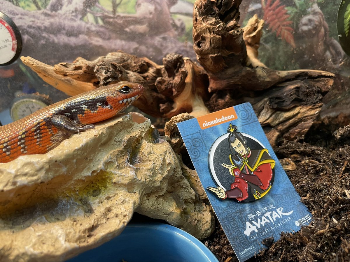 markowenmartin's tweet photo. I think that #LadyAzula of the #FireSkinkNation is growing up well. Over a year old, sassy but nice, and very interested in superworms at present. Wonderful #DocMartian lab mascot. https://t.co/tGuhSb2iQa