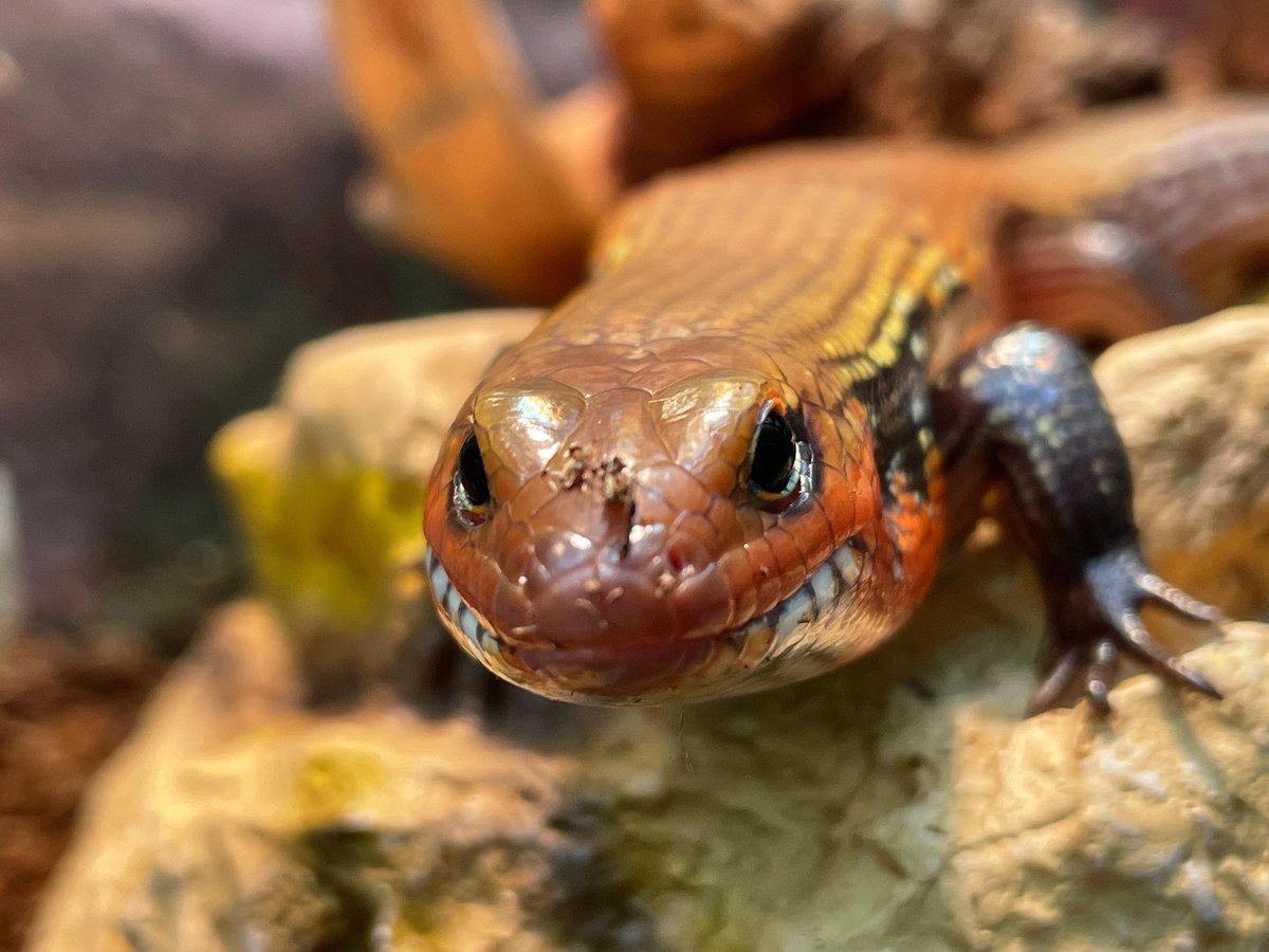 markowenmartin's tweet photo. I think that #LadyAzula of the #FireSkinkNation is growing up well. Over a year old, sassy but nice, and very interested in superworms at present. Wonderful #DocMartian lab mascot. https://t.co/tGuhSb2iQa