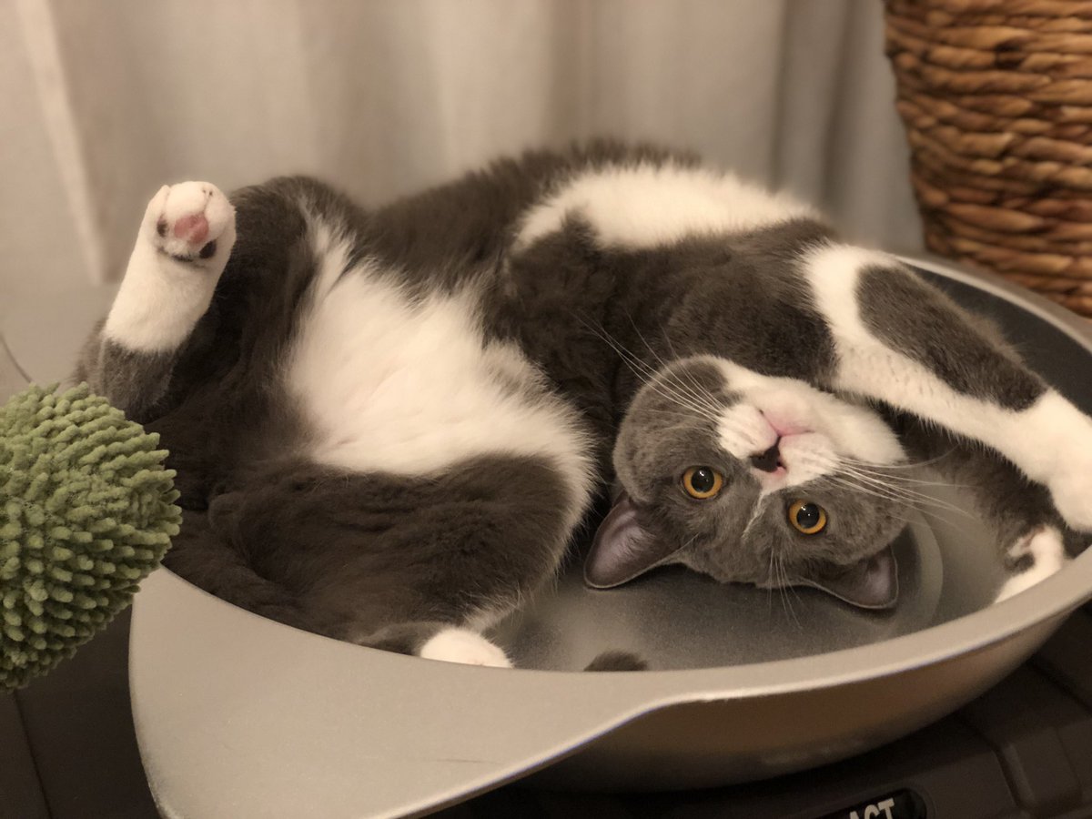 GM🌞

本業が忙し過ぎて、猫の手も借りたい😭😭

NFT活動全然できてなくて、完全に浦島太郎状態ですが、ちゃんと生きてます❕

今日も頑張りましょう✨✨
#ツキミ