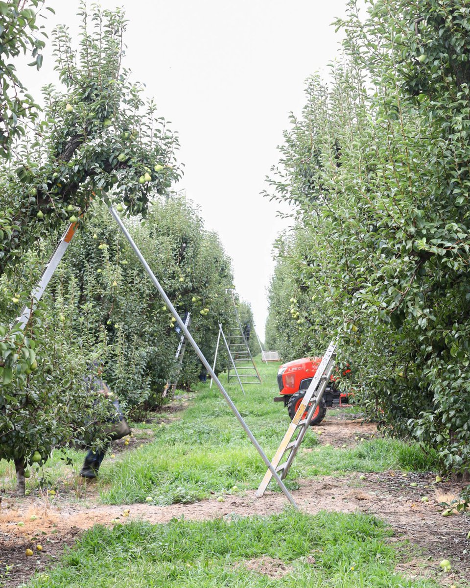 Cal_Pear's tweet photo. A #CApear orchard in September is just as stunning as it sounds.
#CAGROWN #haveaplant #FarmtoForkMonth https://t.co/tz6a6s501E