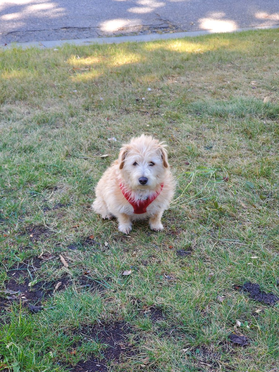 Anybody missing a dog in Signal Hill?  #yyc @crackmacs