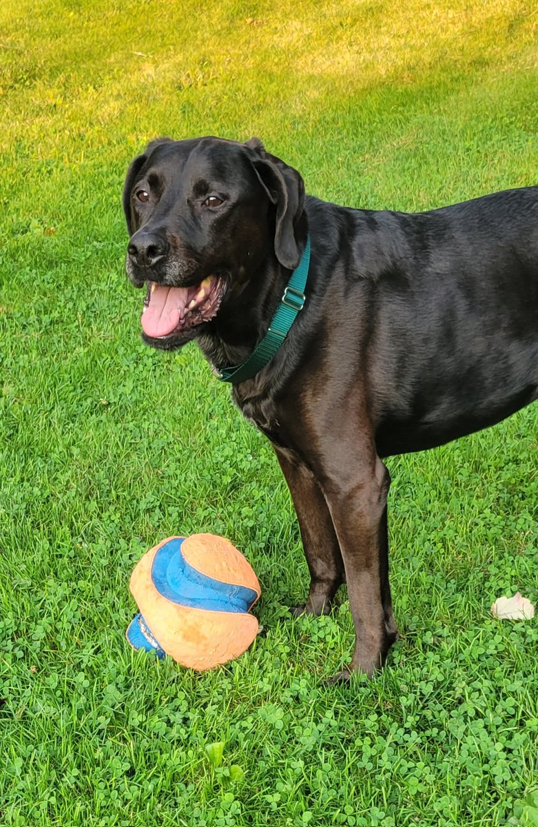 jaw1971's tweet photo. Someone has a new collar
@Labs4rescue #labsrule https://t.co/Y7ksnvNR23