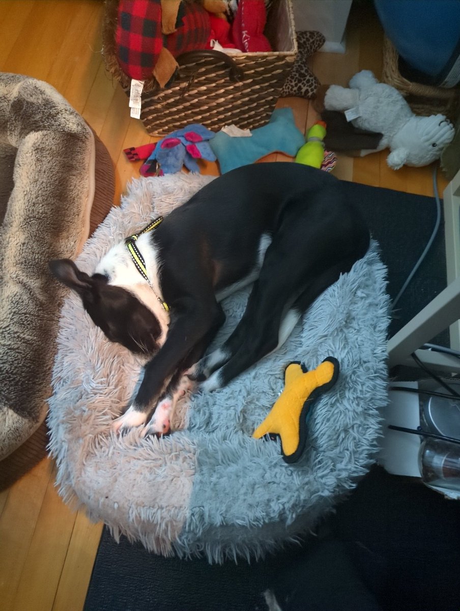 BrisbinCharlene's tweet photo. @MediumCindyKaza My brother passed 2020. We just got a new dog and named him Petey after him https://t.co/0ajvdrMjdf