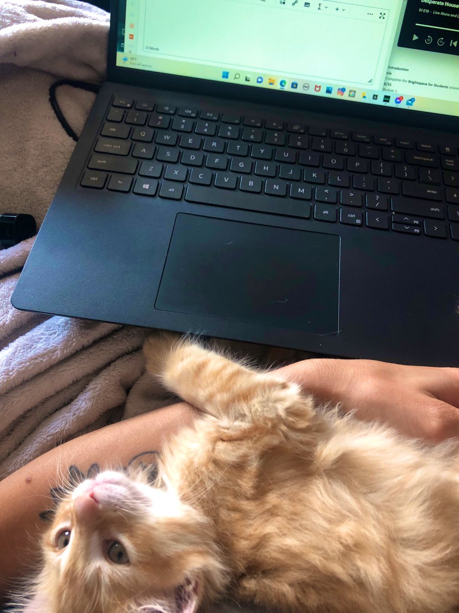 StacyGee07's tweet photo. Study buddy #college #catlove #bit142 @bit142 https://t.co/2476r5tayw