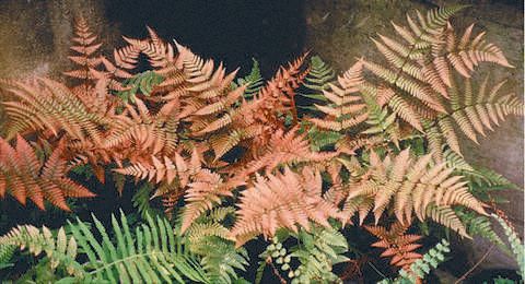 renta_uld's tweet photo. An excellent groundcover choice for shady edges and woodland gardens, the Autumn Fern is known for its copper red fiddleheads which open and mature to a lush, deep green.
#RentaUrbanLandDesign #landscapearchitecture #autumnfern #fallfoliage #redleaves https://t.co/Afm9hFBNzL