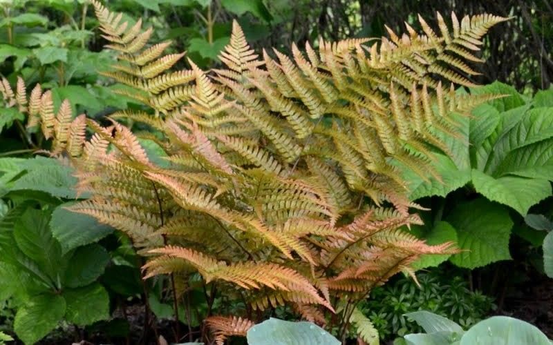 renta_uld's tweet photo. An excellent groundcover choice for shady edges and woodland gardens, the Autumn Fern is known for its copper red fiddleheads which open and mature to a lush, deep green.
#RentaUrbanLandDesign #landscapearchitecture #autumnfern #fallfoliage #redleaves https://t.co/Afm9hFBNzL