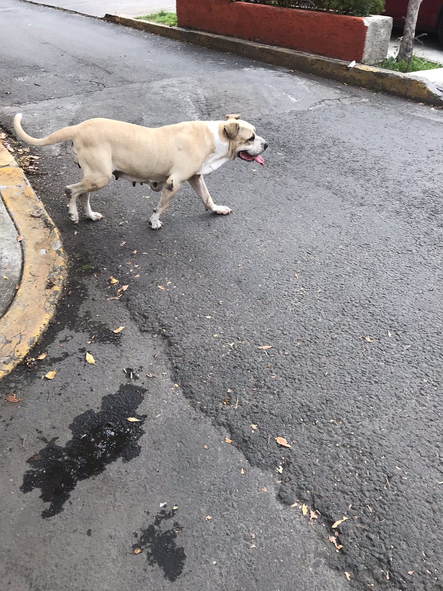 moapersephone's tweet photo. @SSC_CDMX @VecinosReloj Una Perrita anda perdida Col. El Reloj   Parece Embarazada, Ayudenla por favorb https://t.co/T5ZmZGxvPM
