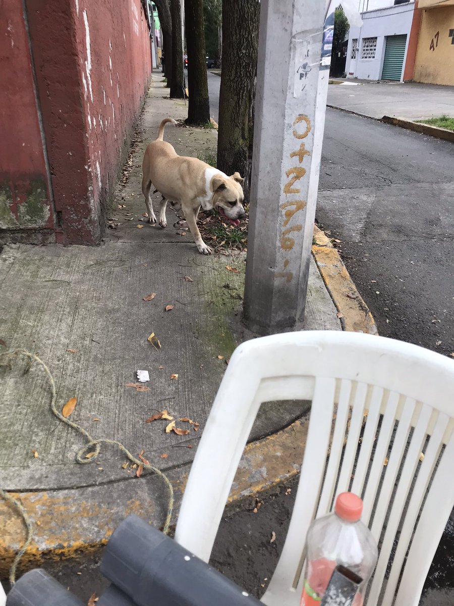 moapersephone's tweet photo. @SSC_CDMX @VecinosReloj Una Perrita anda perdida Col. El Reloj   Parece Embarazada, Ayudenla por favorb https://t.co/T5ZmZGxvPM