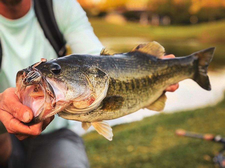 chasebaits's tweet photo. 🔥The #BobbinFrog getting the Bass fired up! 🔥

#Chasebaits #Chasebaits_USA #InspiredbytheChase #Frog #SoftPlastic #BobbinFrog #Weedless #Bass #Surfacebite https://t.co/XuXAMSH0BI